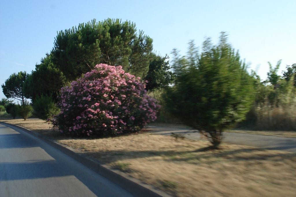 Pula - Vegetation, 2006, Croatia by Anca Vlad