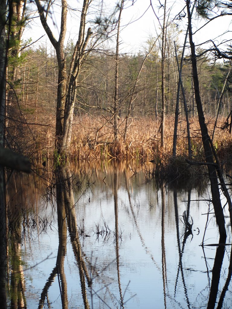 Assabet Nat'l Wildlife Refuge by Allison E. Marino