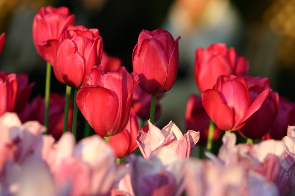 Tulpen bei Nacht im Britzer Garten by Michael Küpper