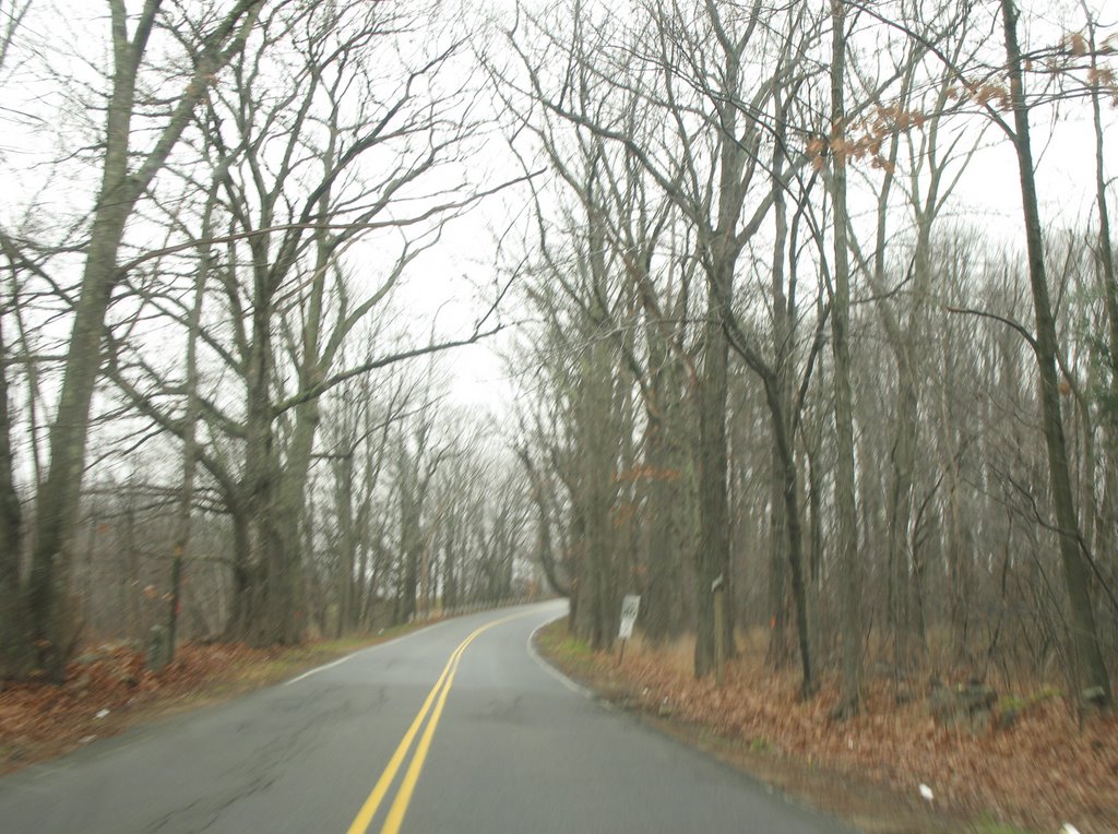 Through the trees on Rockland by sacoo