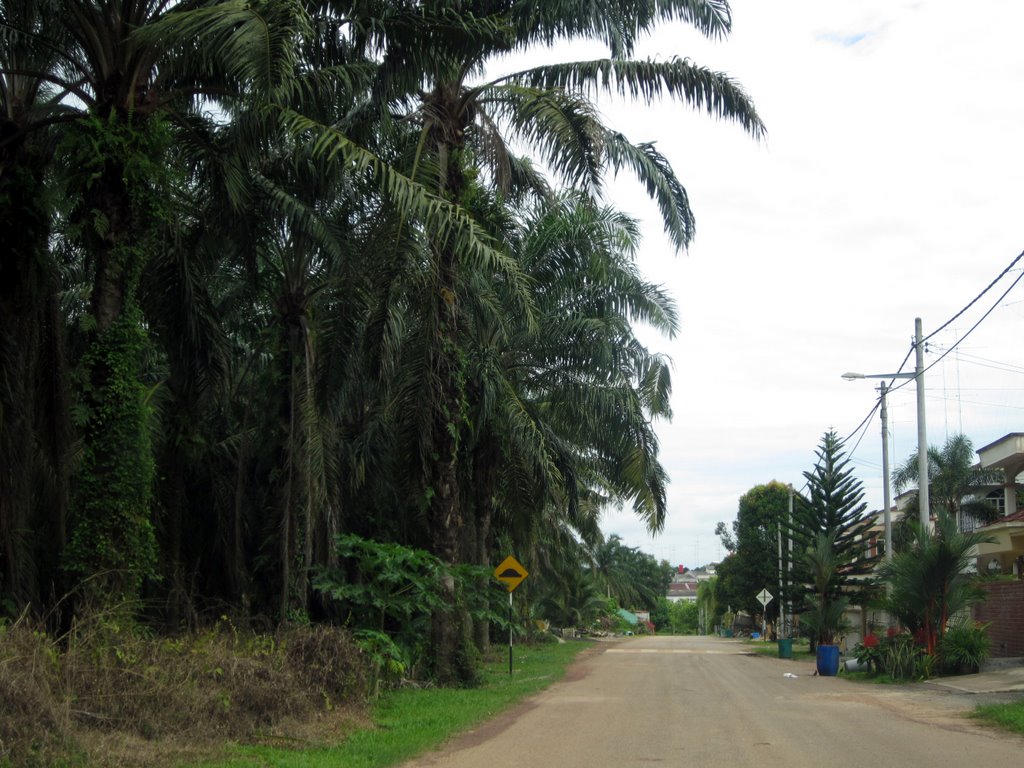 Banana Plantations @ Yong Peng by ngvm