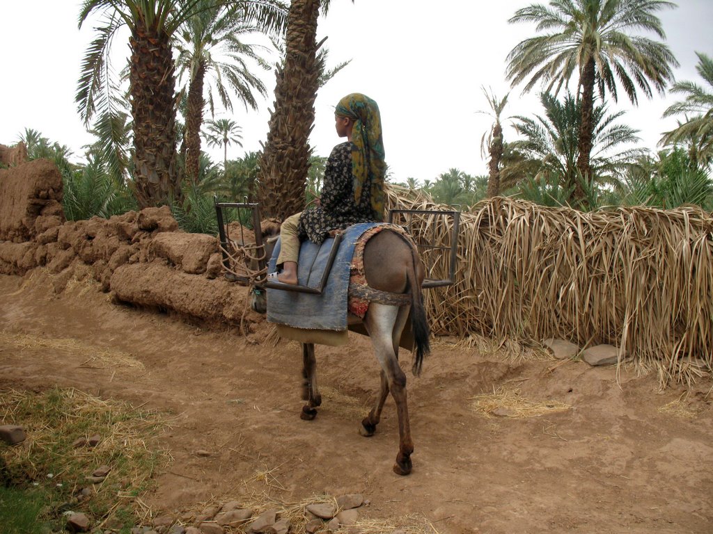 Marocco Zagora giardino nella valle del Draa* by Bellisario Fasano