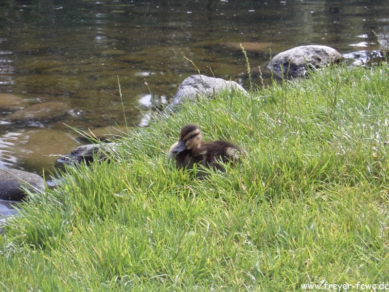 Junges Entlein im Stadtpark Isny by sfreyer