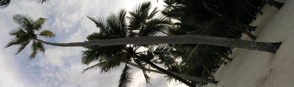 Palm tree on the beach by cjeN