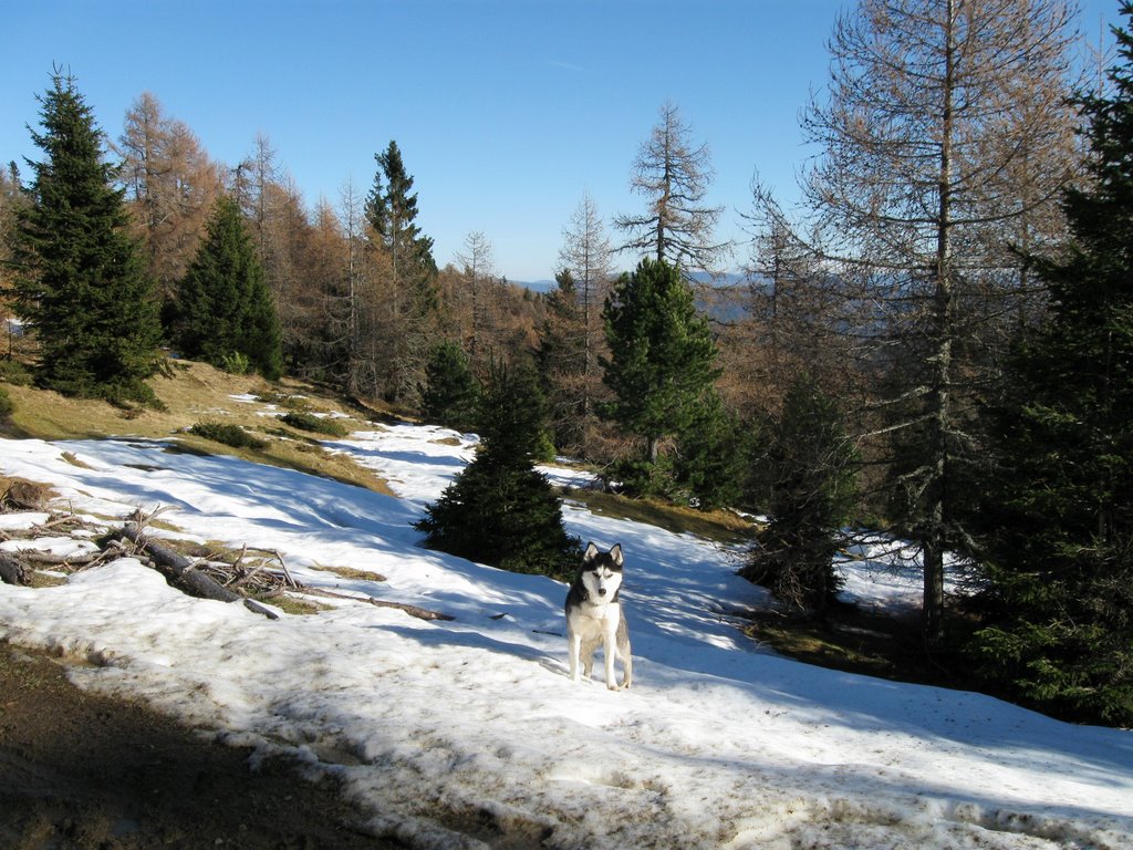 Ein weiterer Wanderer der sich im Schnee sehr wohl fühlt by Karin.E.D