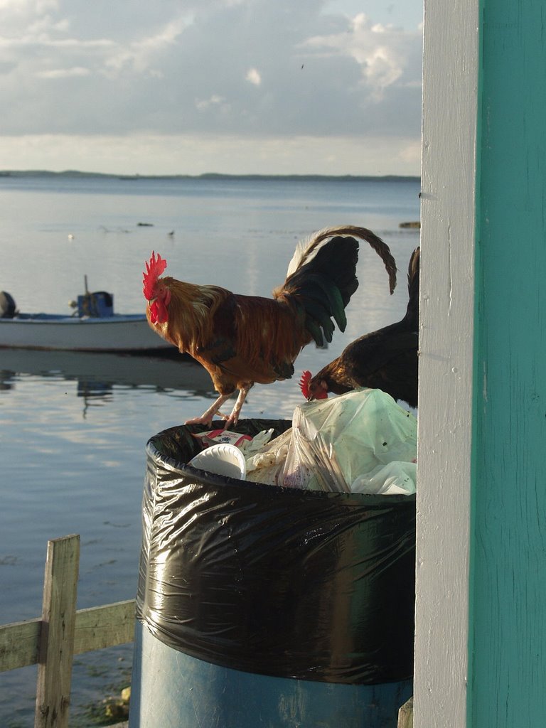 The cock on the bay by menchioni