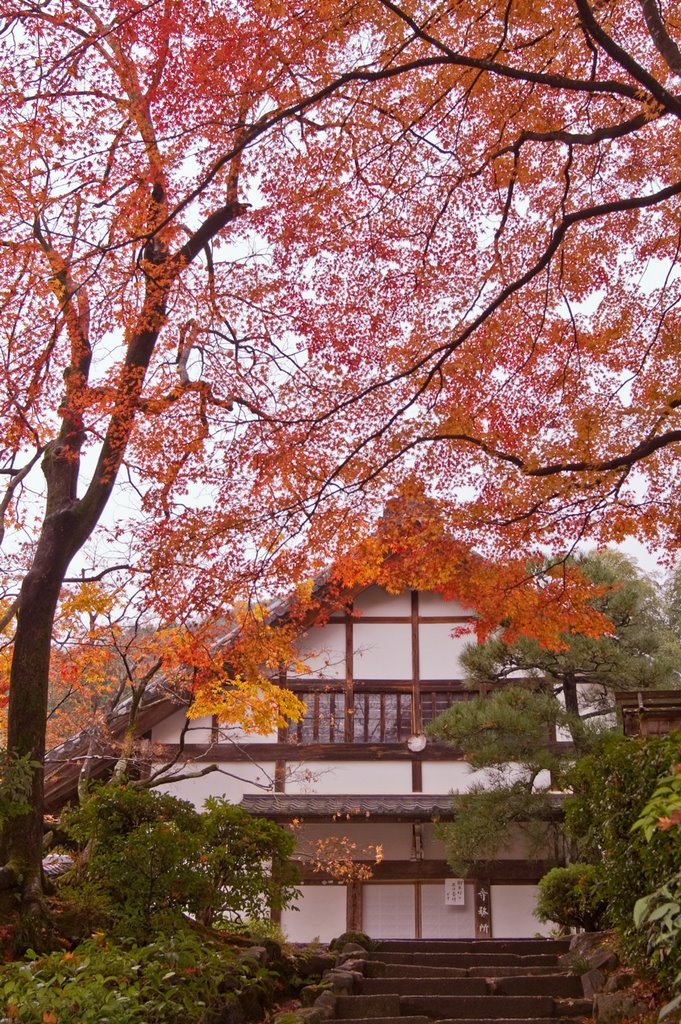 常寂光寺　Jyojyakko-ji temple in autumn. by SD34