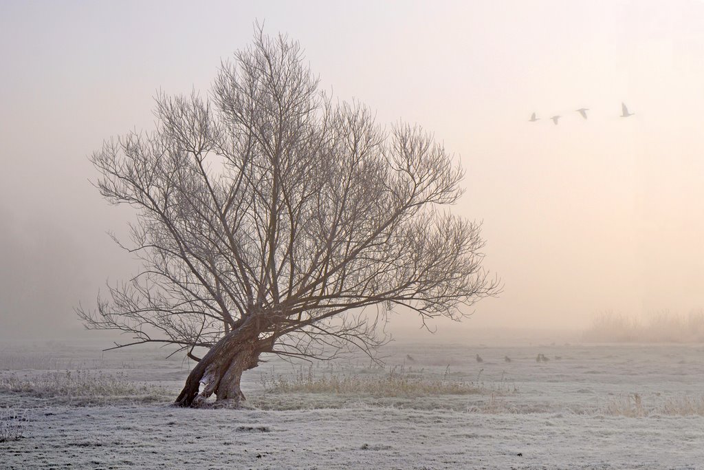 Morgen in der Elbmarsch bei Haseldorf by Juliane Herrmann