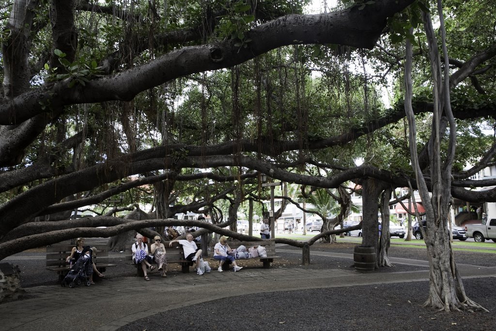 Under the Banyan Tree photo by Hoang Khai Nhan by Hoàng Khai Nhan