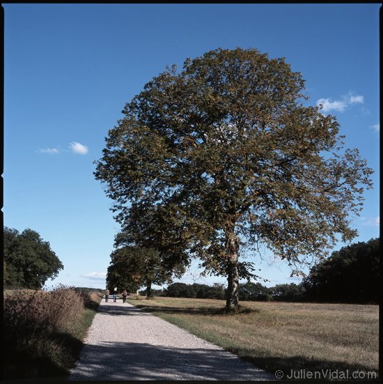 Chemin de campagne ©Julien Vidal by julienvidal.com