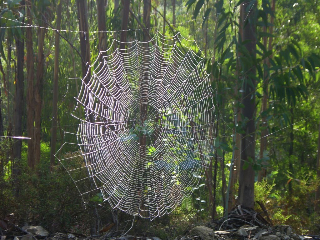 Teia de aranha by César Maia Gomes