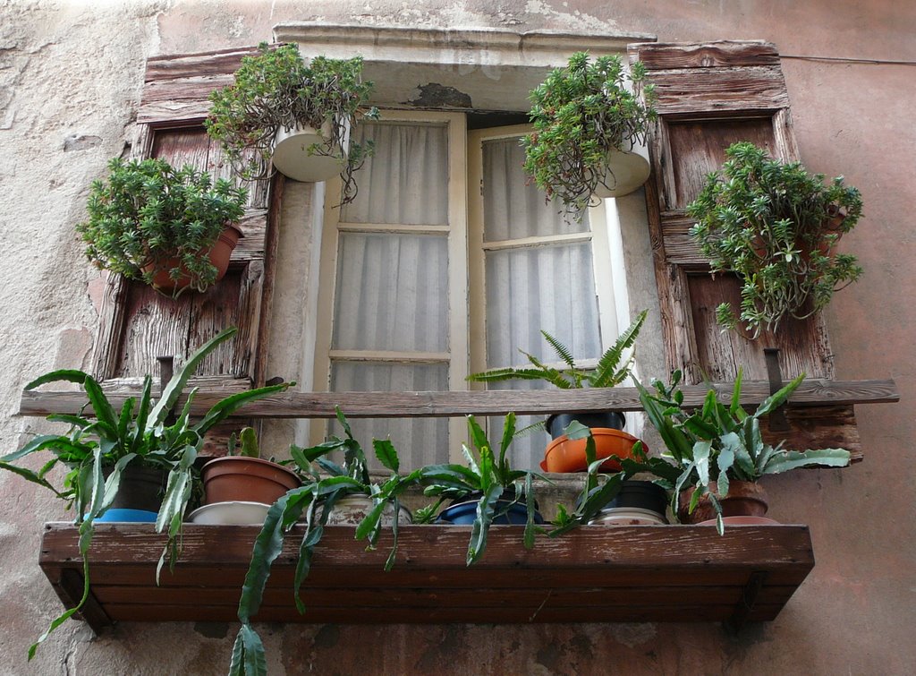 Sukulentenfenster in Malcesine by M.Böcherer