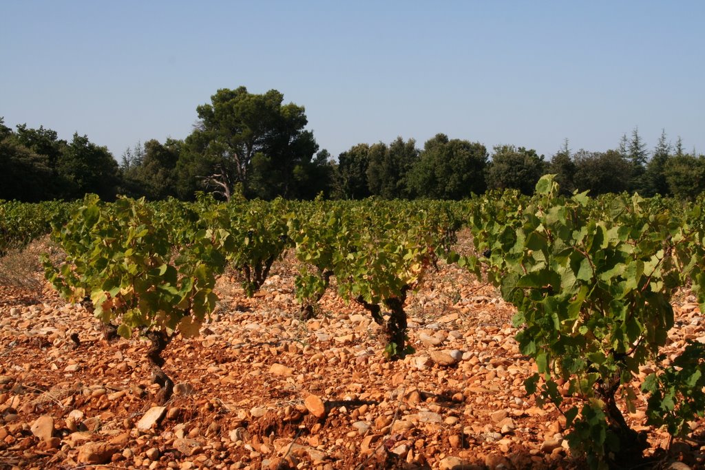 Route entre Saint Roman de Malegarde et Rasteau. Sur le plateau, les vignes by Cort'