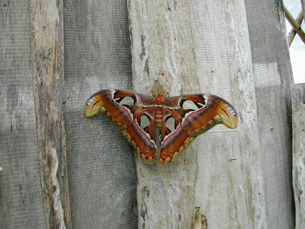 Casa delle farfalle - Falena gigante by pierlu