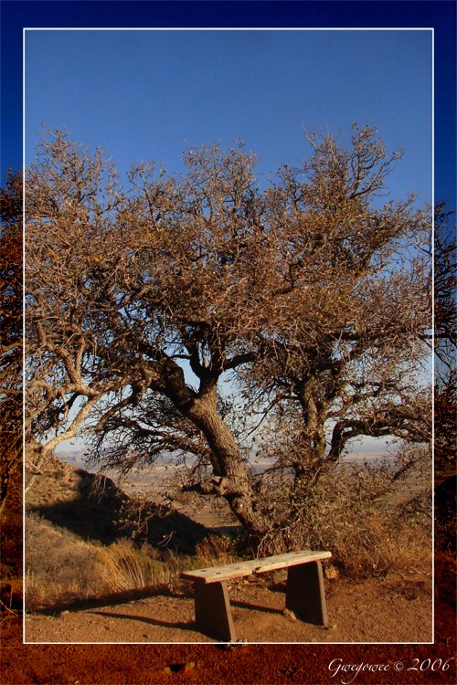 Tree at Baylor by Gregery Hitchcock