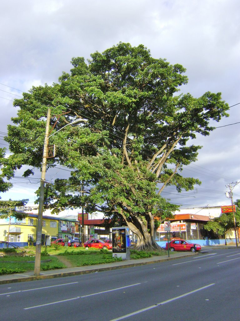 Arbol de Higuerón del Parquecito de la Muni. by LUIS PALMA