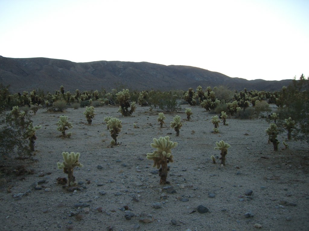 Cholla Cactus Garden by PascalWinkler