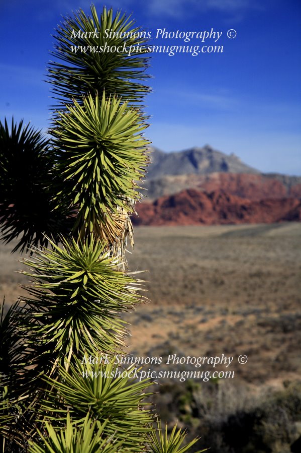 Joshua Tree by Mark Simmons