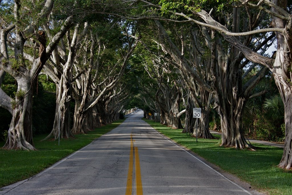 Bridge Road in Hob Sound, Florida by omancini