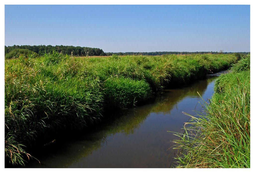 Nurzec River near Dubno by Jerzy Szygiel