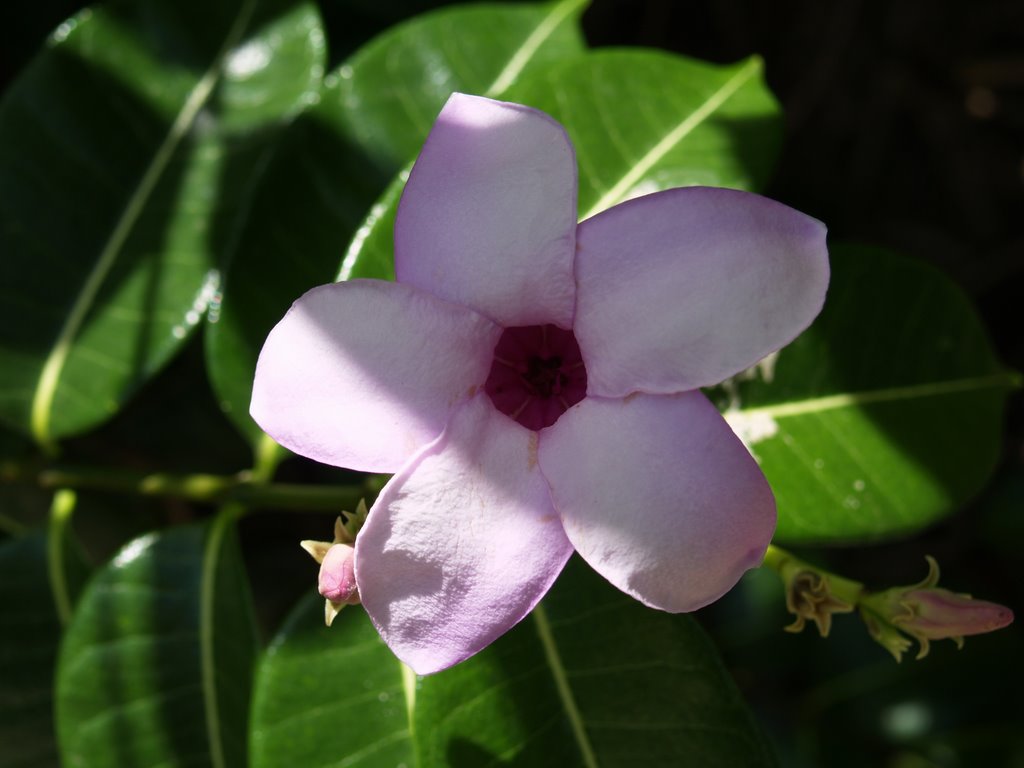 Flowers at Hawksbill, Antigua by geordietravelman