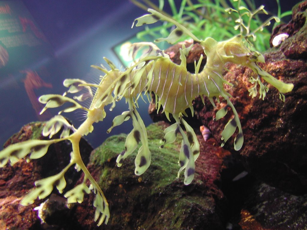 Sea Dragon at Seattle Aquarium by pixelpusher