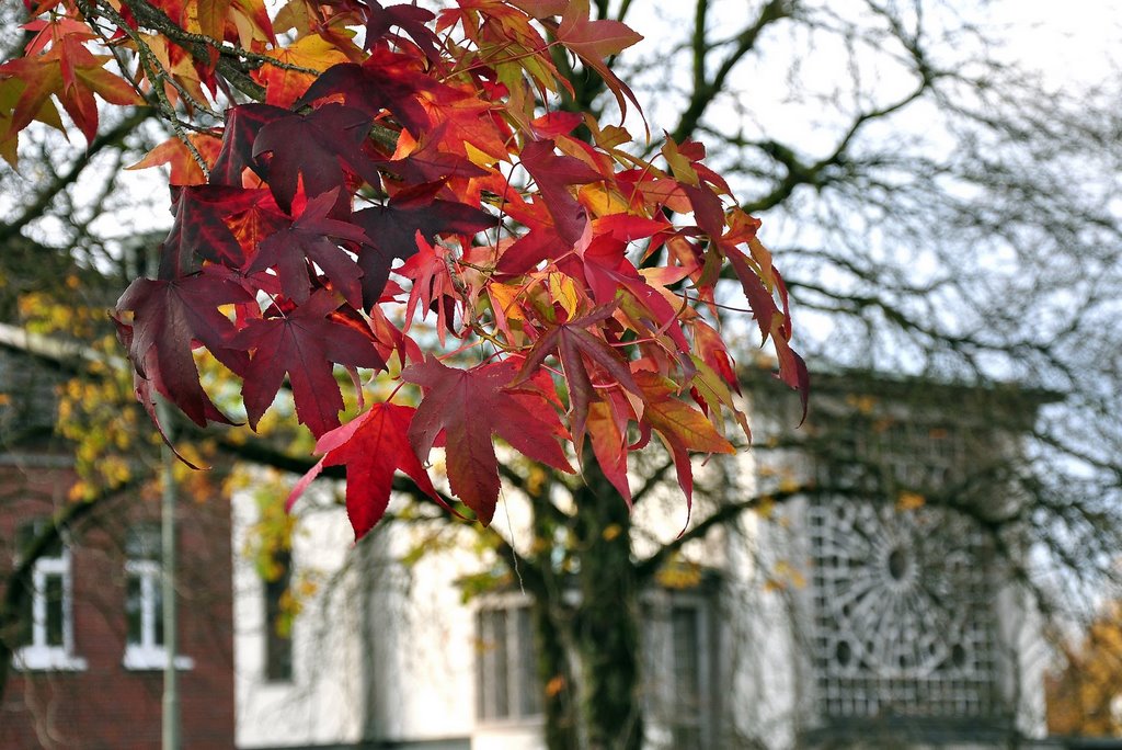 Haaner Herbstdetail - Nov.2009 by sebonline