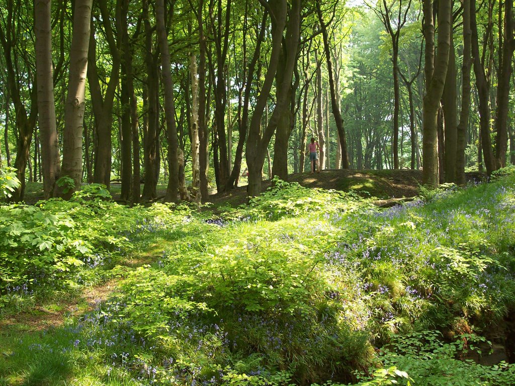 Coppice wood by Keith Bentham