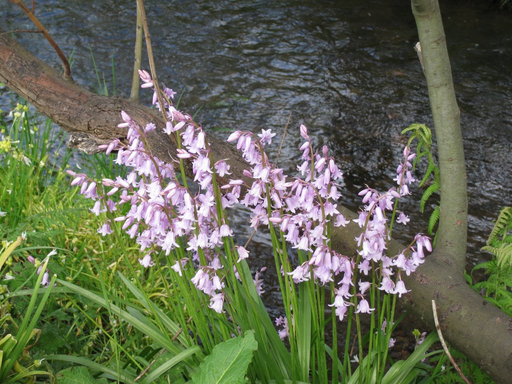 Pink bluebells :) by Unda J.