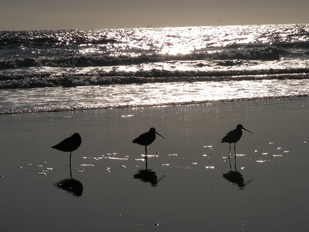 Godwits on Ventura beach by Will Reed