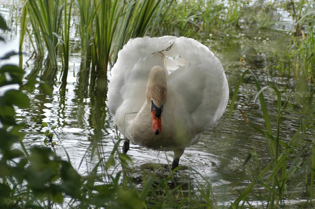 Cygne by ouatom56