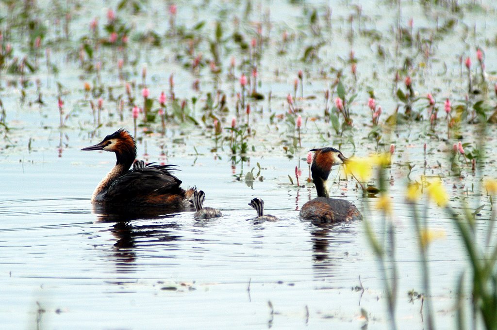 Grèbes huppés et petits by ouatom56