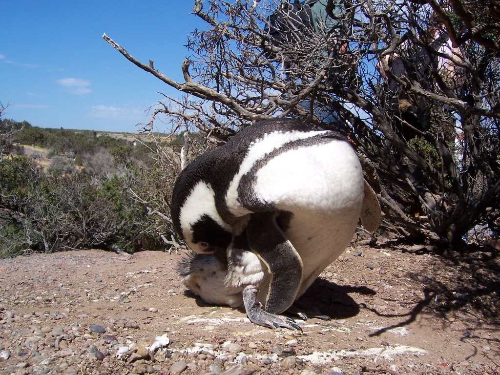 Penguins in Punta Tombo by oirammy