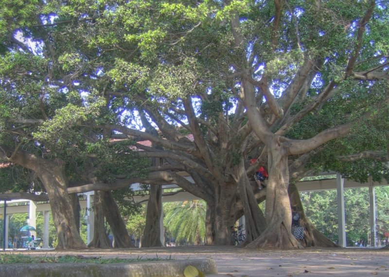 Ibirapuera Park _[ficus]_ Parque do Ibirapuera / ezamprogno by Emerson R. Zamprogno