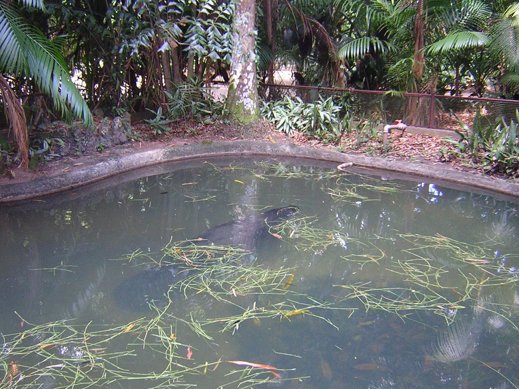 Peixe-Boi en el Jardín Botánico "Bosque Rodrigues Alves" by Daniel Sanz