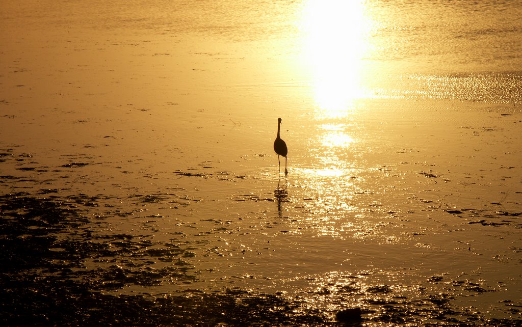 Gosford NSW - Heron by James BJames