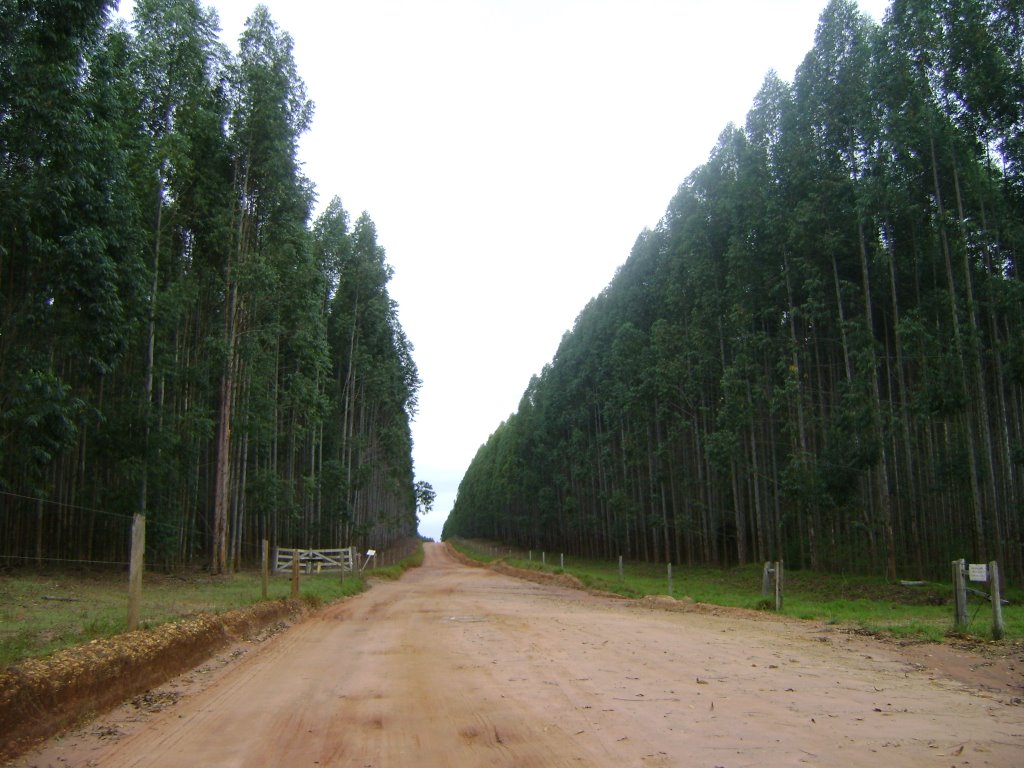 Estrada sem nome (Anhembi - Piramboia) – Anhembi, 2009 by Daniel Souza Lima