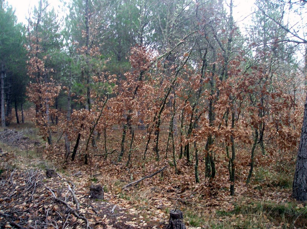 Monte en Otoño by Analbor