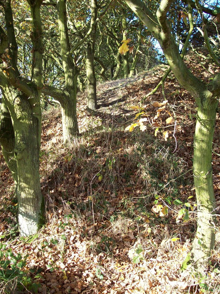 Oaks colonising by Keith Bentham