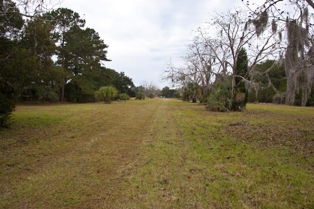 Pecan Trees by Robin Dhillon