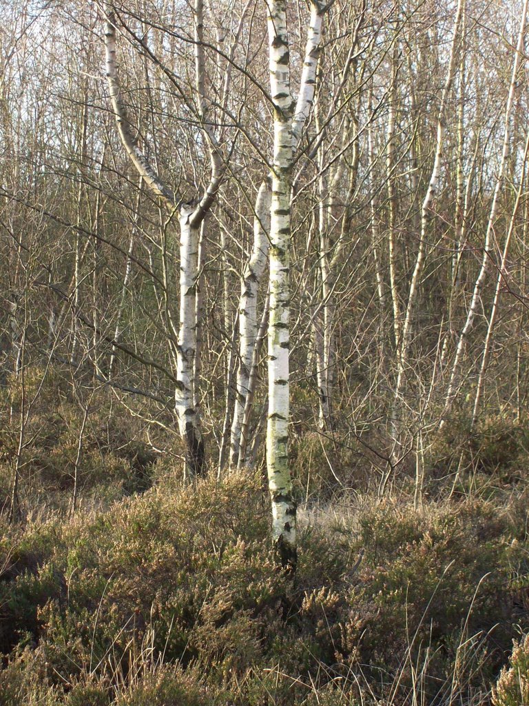 Surviving heather by Keith Bentham