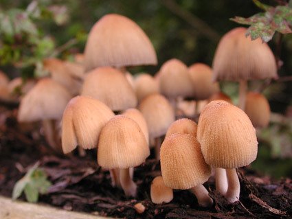 Autumn on the banks of 'De Poel' by Jay Roon