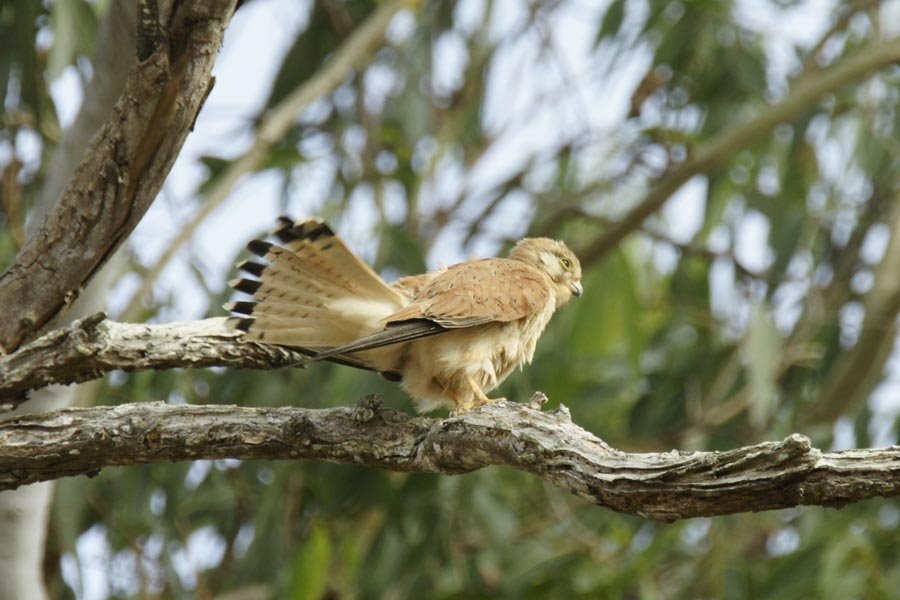 073n_DSC4871オーストラリアチョウゲンボウNankeenKestrel_f091007 by utakar61