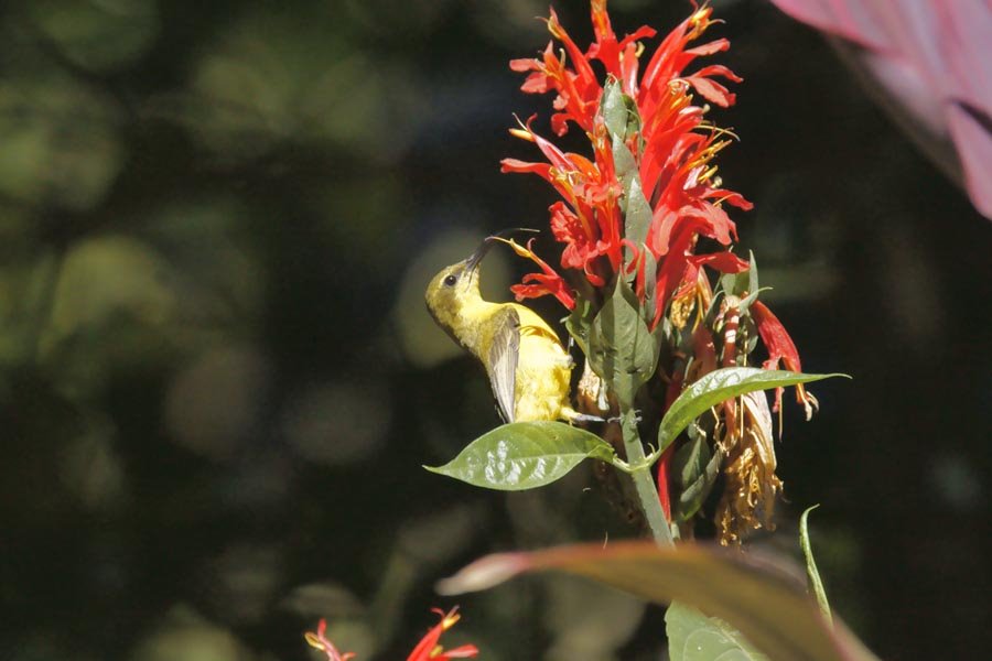 170y_DSC3581キバラタイヨウチョウYellow-bellied Sunbird Nectarinia jugularis091002casswaryHouse by utakar61