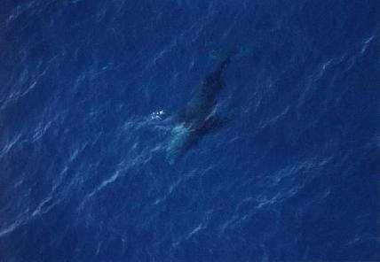 Humpack Whale Maui by Blomi