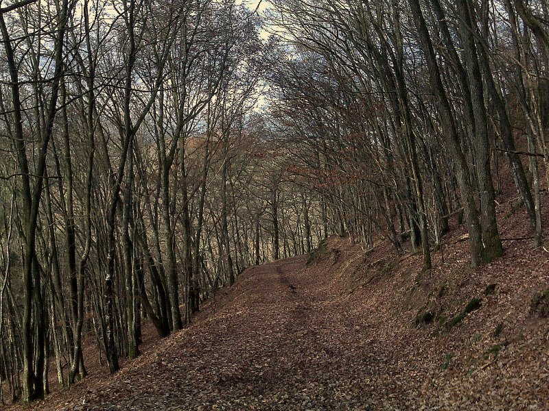 Wanderweg bei Plein by Carl Münzel