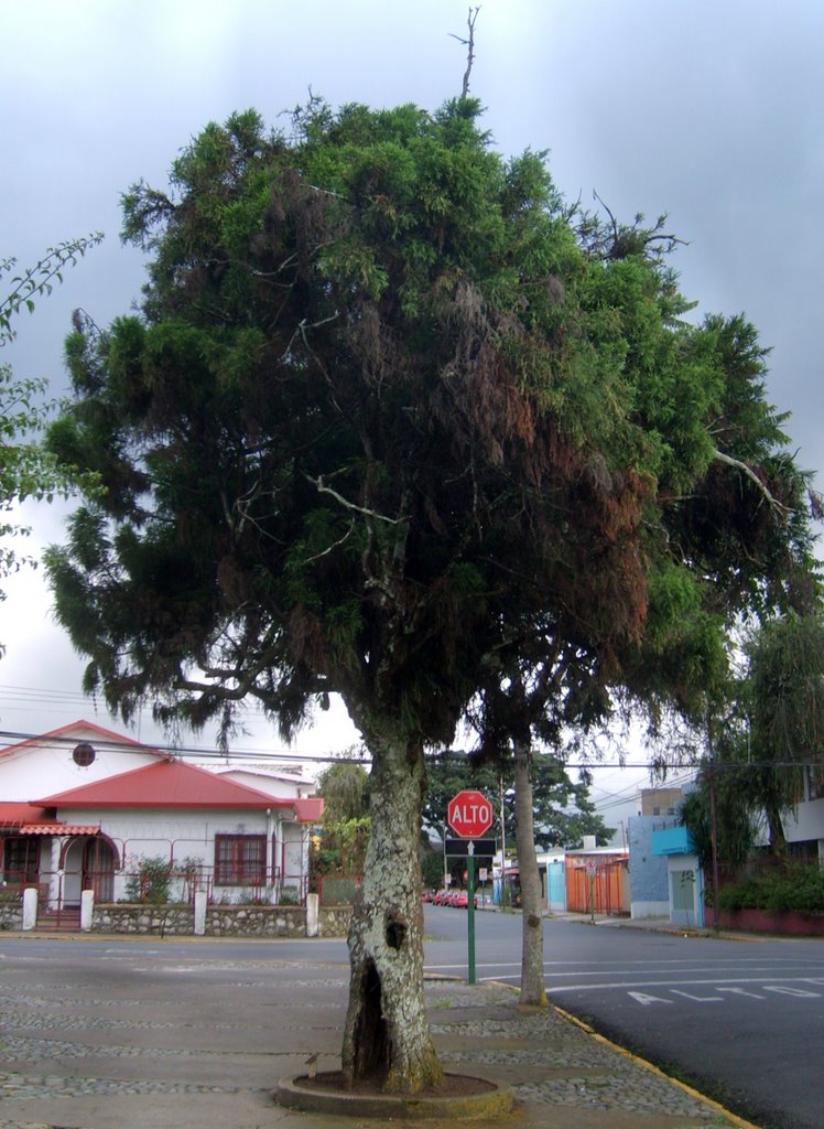 Viejo árbol de gimnosperma by LUIS PALMA