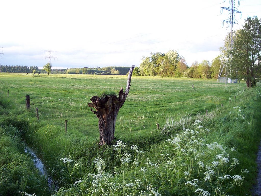 De Struisvogelboom by vivideo