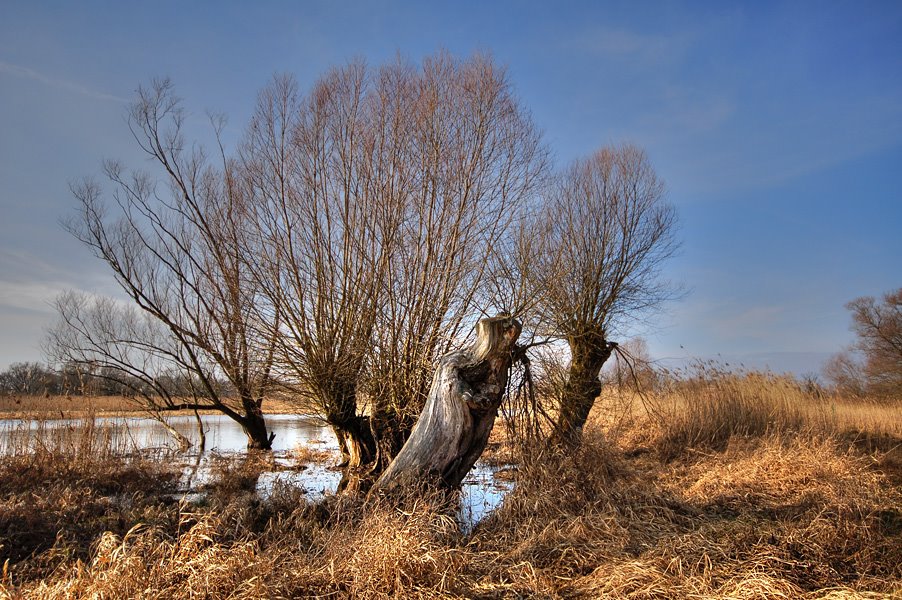 Kopfweiden an der Havel by Hsvrs