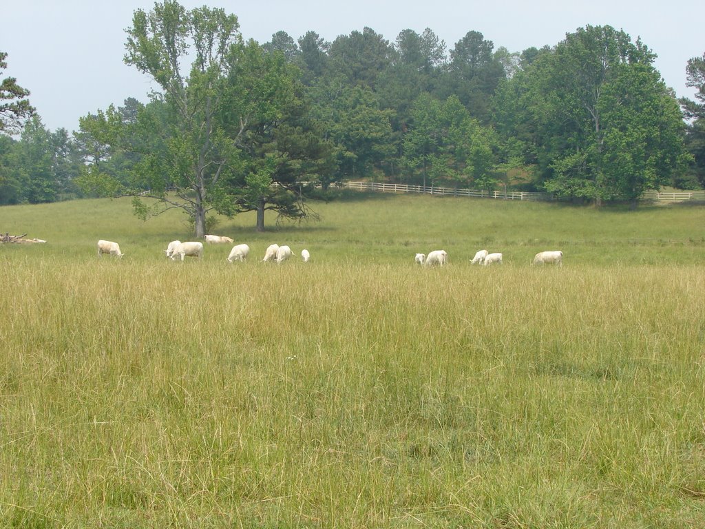 Cows Behind Wallace State, Hanceville by claygast